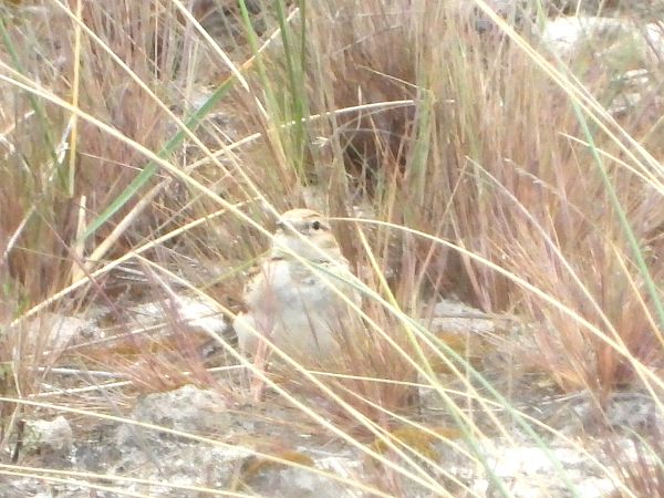 Greater Short-toed Lark 