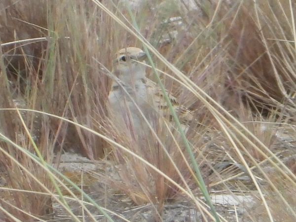 Greater Short-toed Lark 