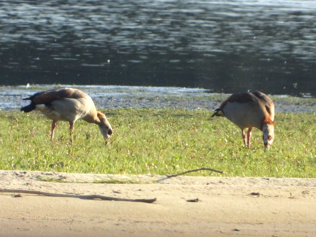 Egyptian Goose 