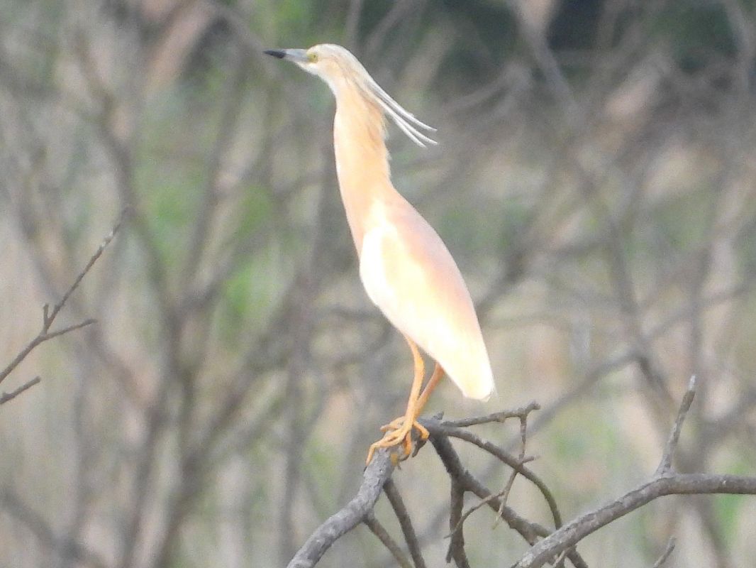 Crabier chevelu 