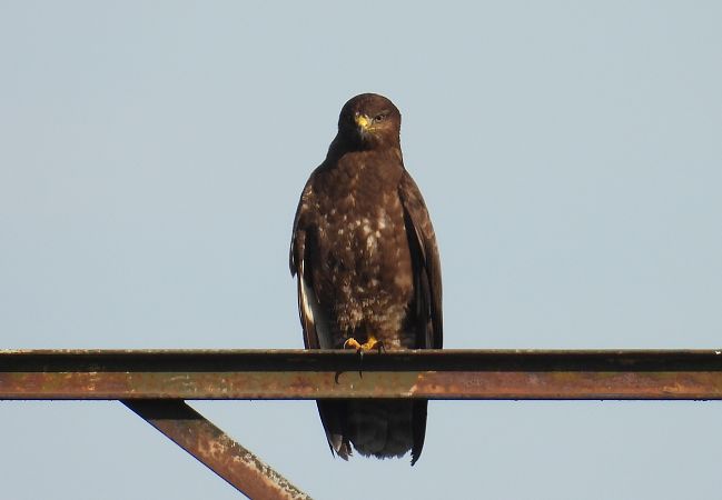 Mäusebussard  - Kacper Mikulski
