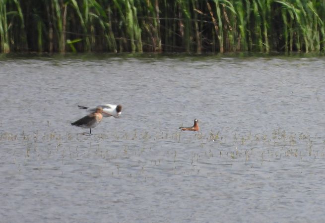 Phalarope à bec large  - Adrian Dudkiewicz