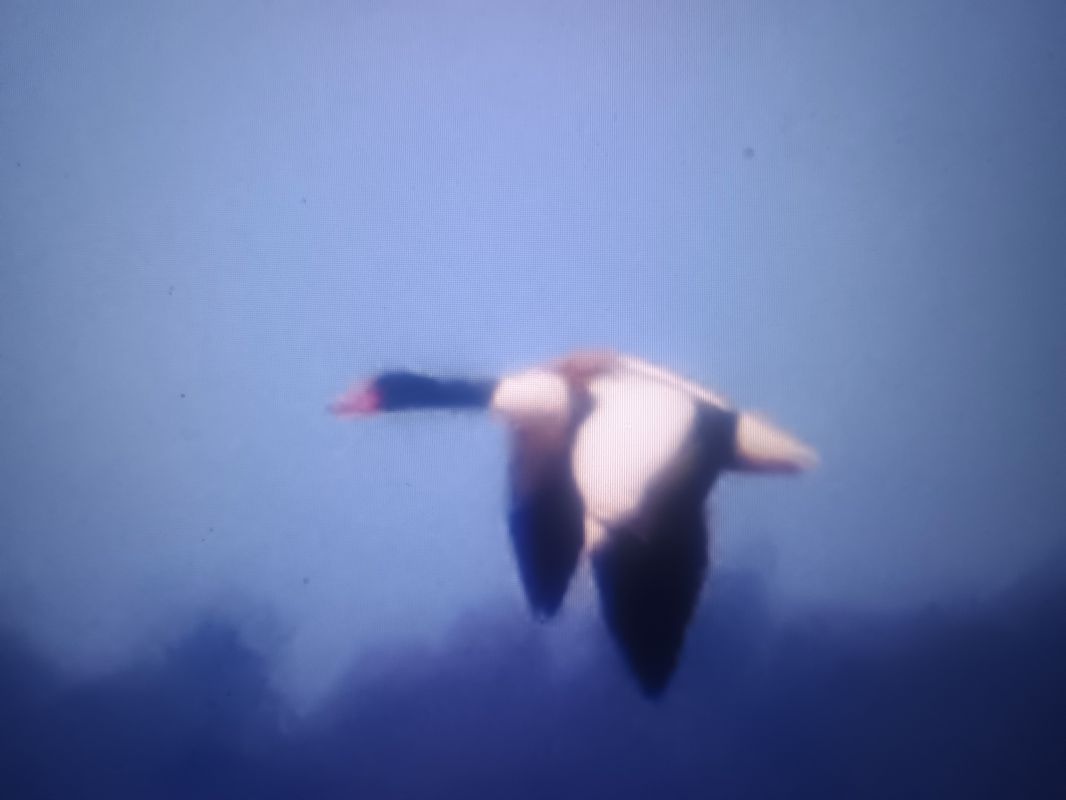 Common Shelduck  - Piotr Janowicz