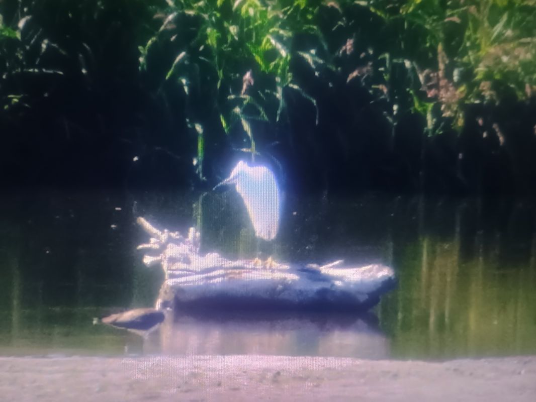 Aigrette garzette  - Piotr Janowicz