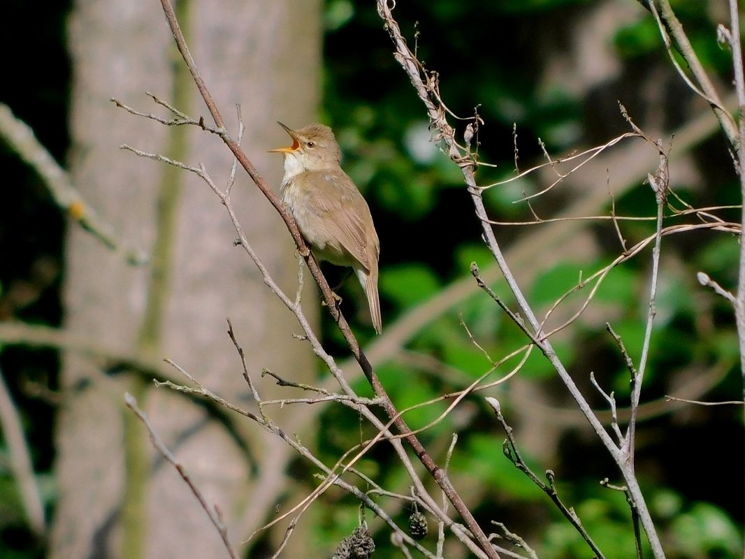 Blyth's Reed Warbler 