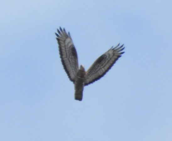 Wespenbussard  - Wojciech Łapiński