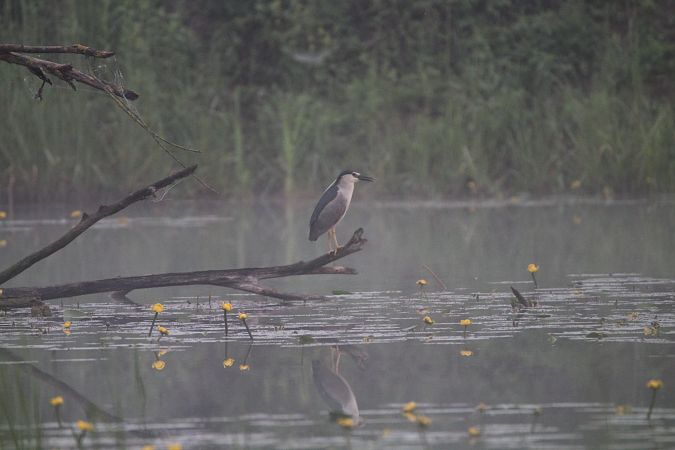 Black-crowned Night Heron  - Piotr Wal