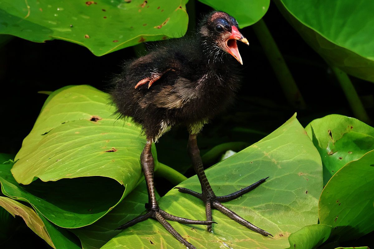 Gallinule poule-d'eau  - Krzysztof Czajowski