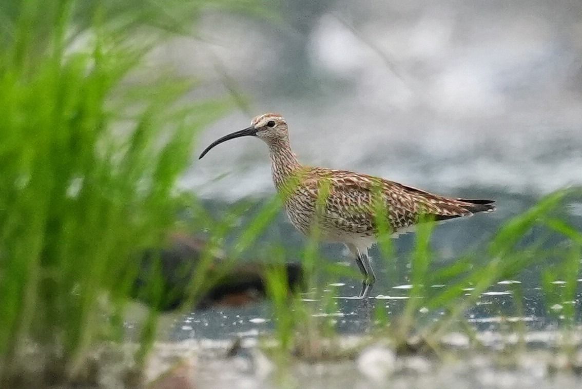 Regenbrachvogel  - Jakub Bednarek