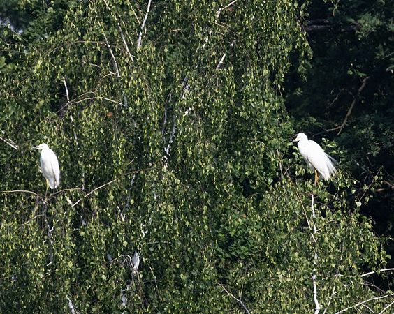Grande Aigrette  - Tadeusz Drazny