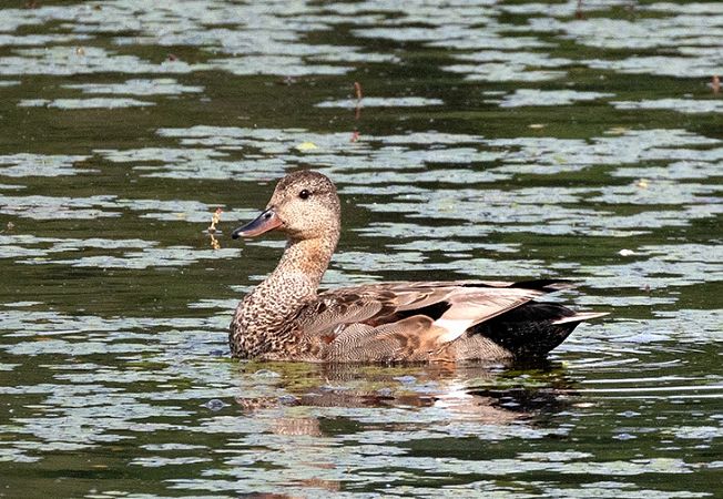 Canard chipeau  - Tadeusz Drazny