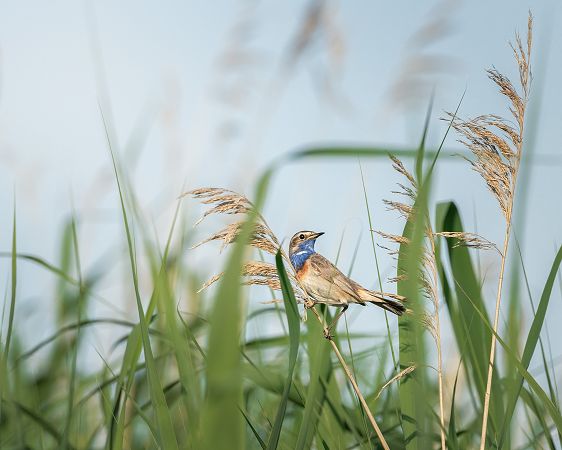 Blaukehlchen (ssp. cyanecula): Weißsterniges B. 