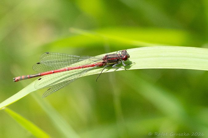 Large Red Damsel  - Rafał Gruszka