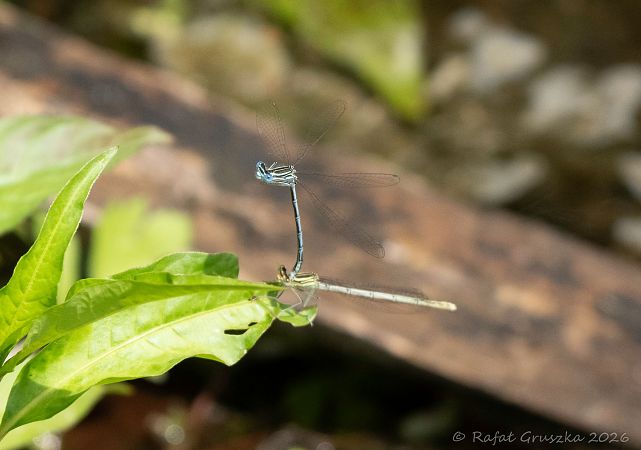Blaue Federlibelle  - Rafał Gruszka
