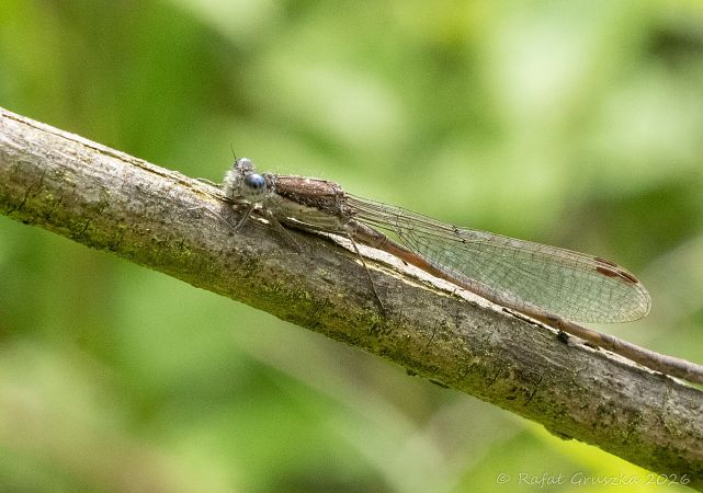 Common Winter Damsel  - Rafał Gruszka