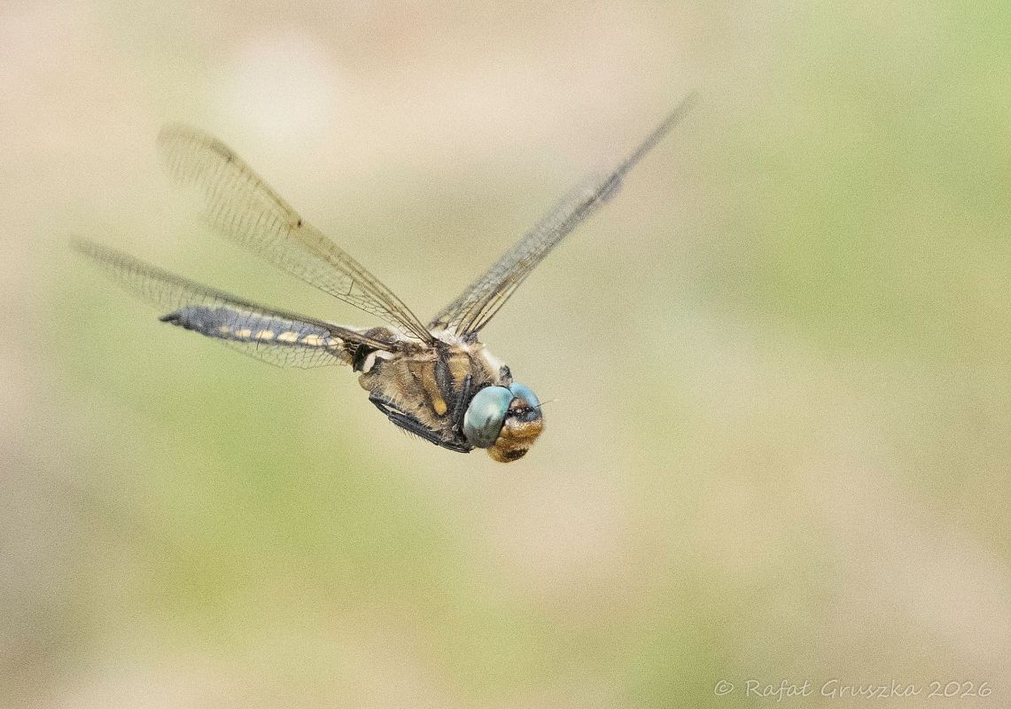 Eurasian Baskettail  - Rafał Gruszka
