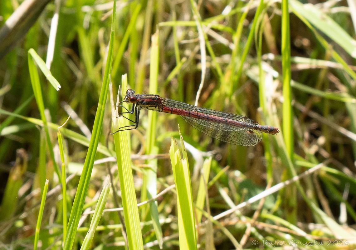 Large Red Damsel  - Rafał Gruszka