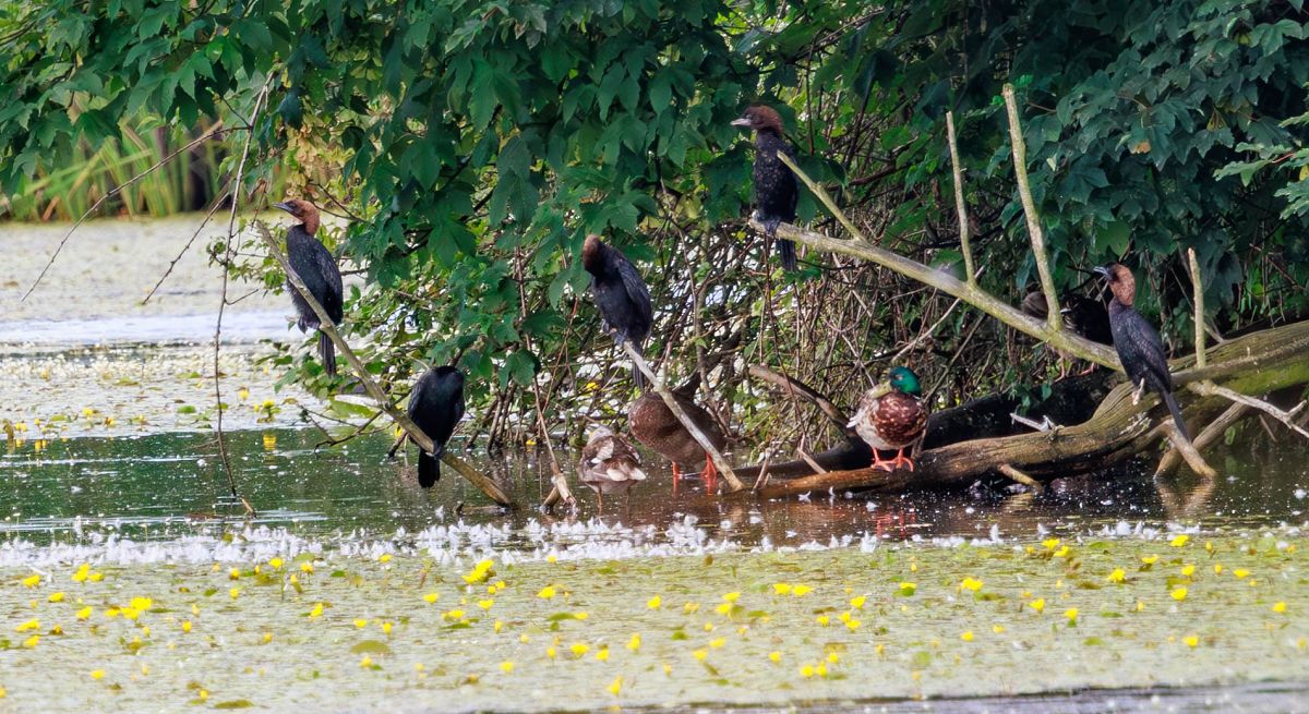 kormoran mały  - Damian Mikulski