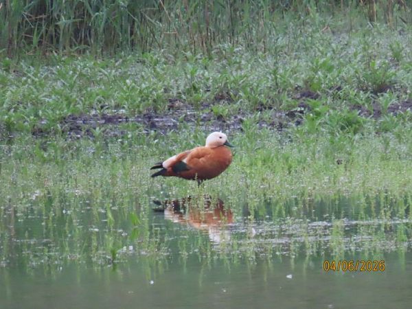 Ruddy Shelduck  - Patryk Wojtas