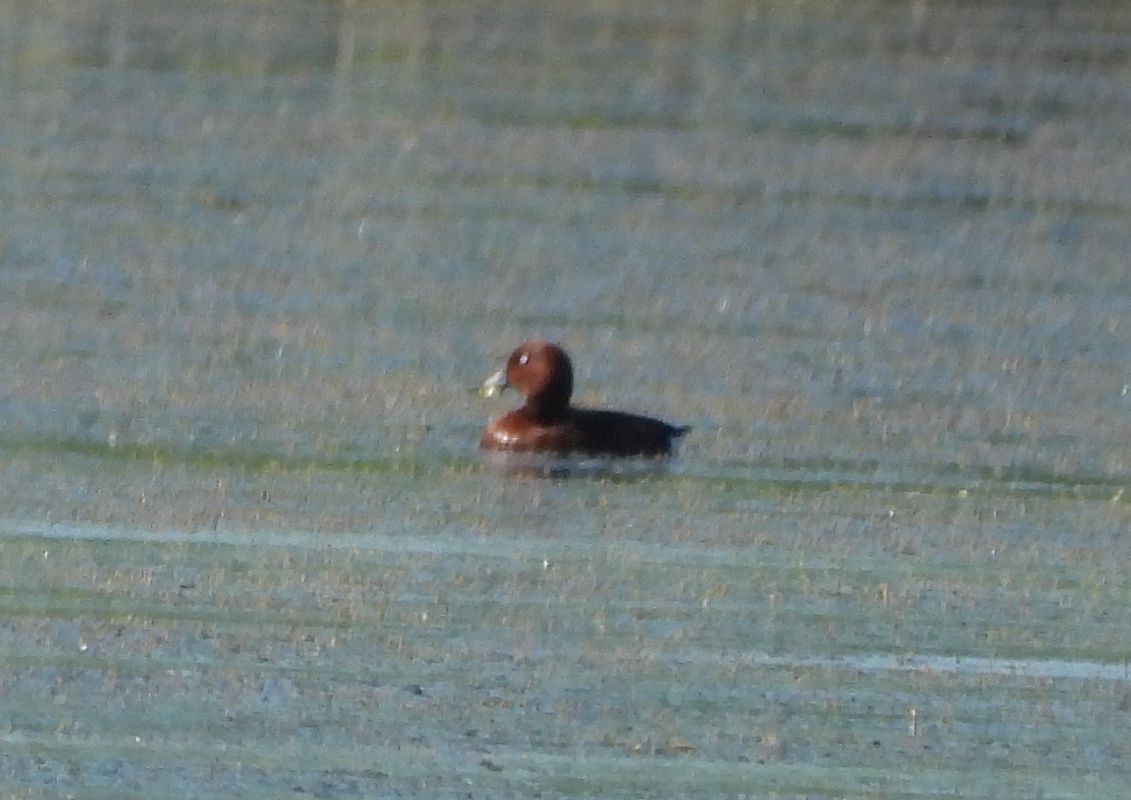 Ferruginous Duck  - Daniel Boruchalski