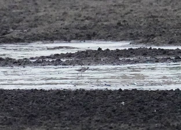 Marsh Sandpiper  - Grzegorz Grygoruk