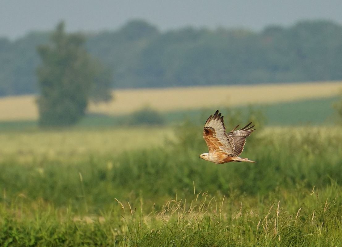 Adlerbussard  - Grzegorz Grygoruk