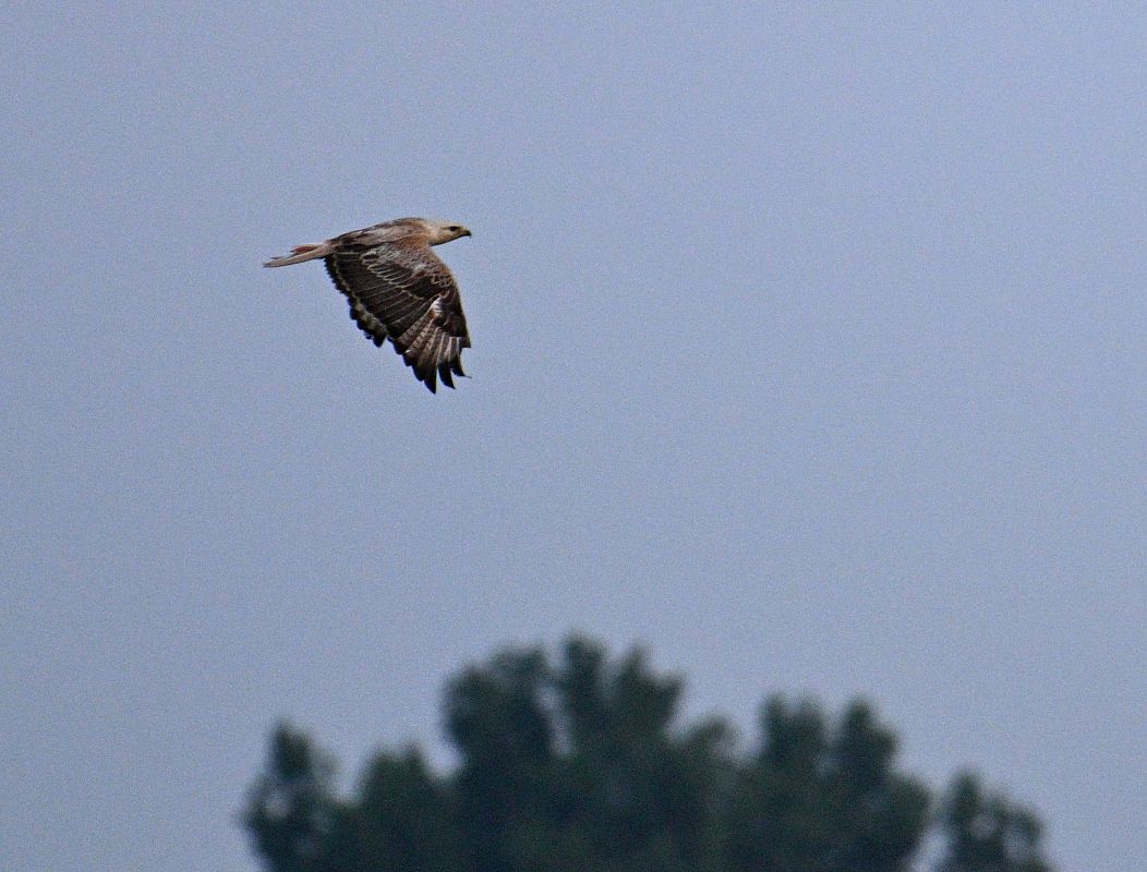 Long-legged Buzzard  - Tomasz Tumiel