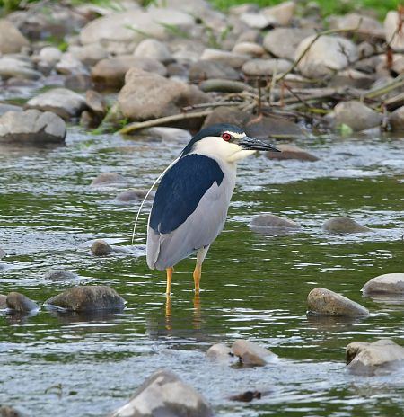 Black-crowned Night Heron  - Rafał Berger