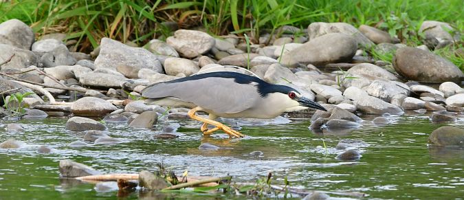 Black-crowned Night Heron  - Rafał Berger