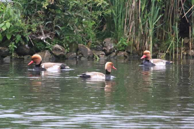 Red-crested Pochard  - Natalia Zielke