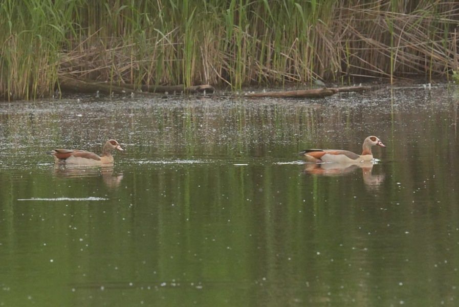 Nilgans  - Rafał Walczybok