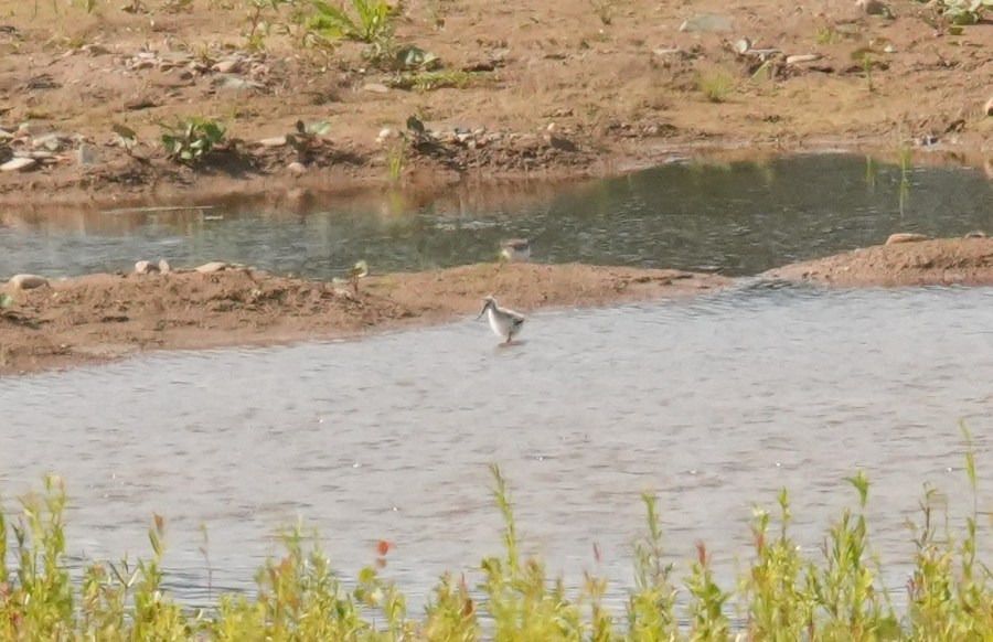 Avocette élégante  - Rafał Walczybok