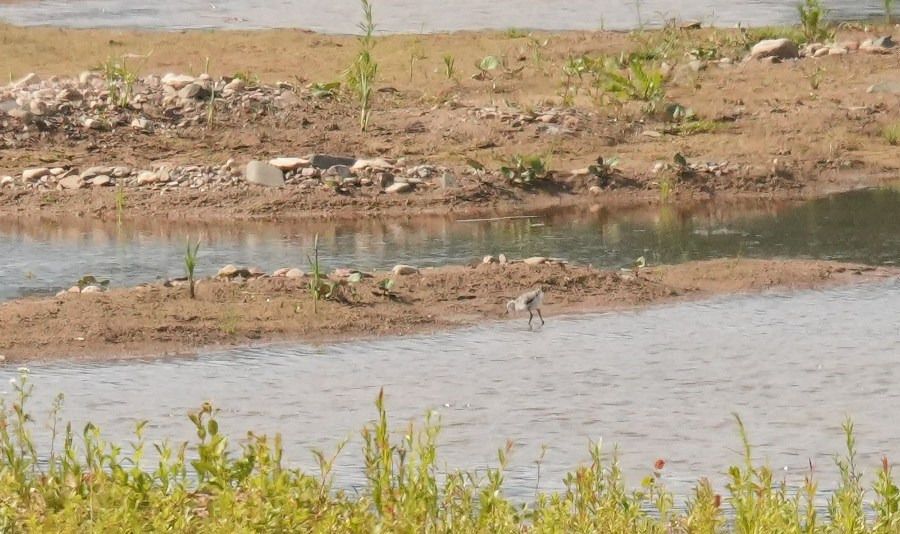 Avocette élégante  - Rafał Walczybok