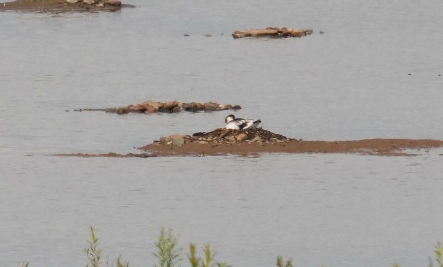 Avocette élégante  - Rafał Walczybok