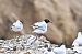 Hybrid Mediterranean x Black-headed Gull  - Daniel Stasiowski