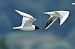 Hybrid Mediterranean x Black-headed Gull  - Daniel Stasiowski