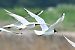 Hybrid Mediterranean x Black-headed Gull  - Daniel Stasiowski