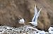 Hybrid Mediterranean x Black-headed Gull  - Daniel Stasiowski