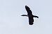 kormoran mały 