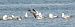 mewa żółtonoga (ssp. graellsii / intermedius) 