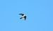 Turmfalke 