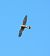 Turmfalke 