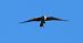 Turmfalke 