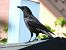 wrona (czarnowron, ssp. corone) 