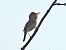 Blyth's Reed Warbler  - Kacper Mikulski