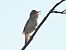 Blyth's Reed Warbler  - Kacper Mikulski