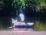 Aigrette garzette  - Piotr Janowicz