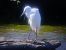 Aigrette garzette  - Piotr Janowicz