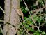 Blyth's Reed Warbler 