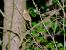 Blyth's Reed Warbler 